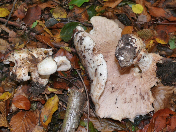 P1130119 LactariusControversus cc crp